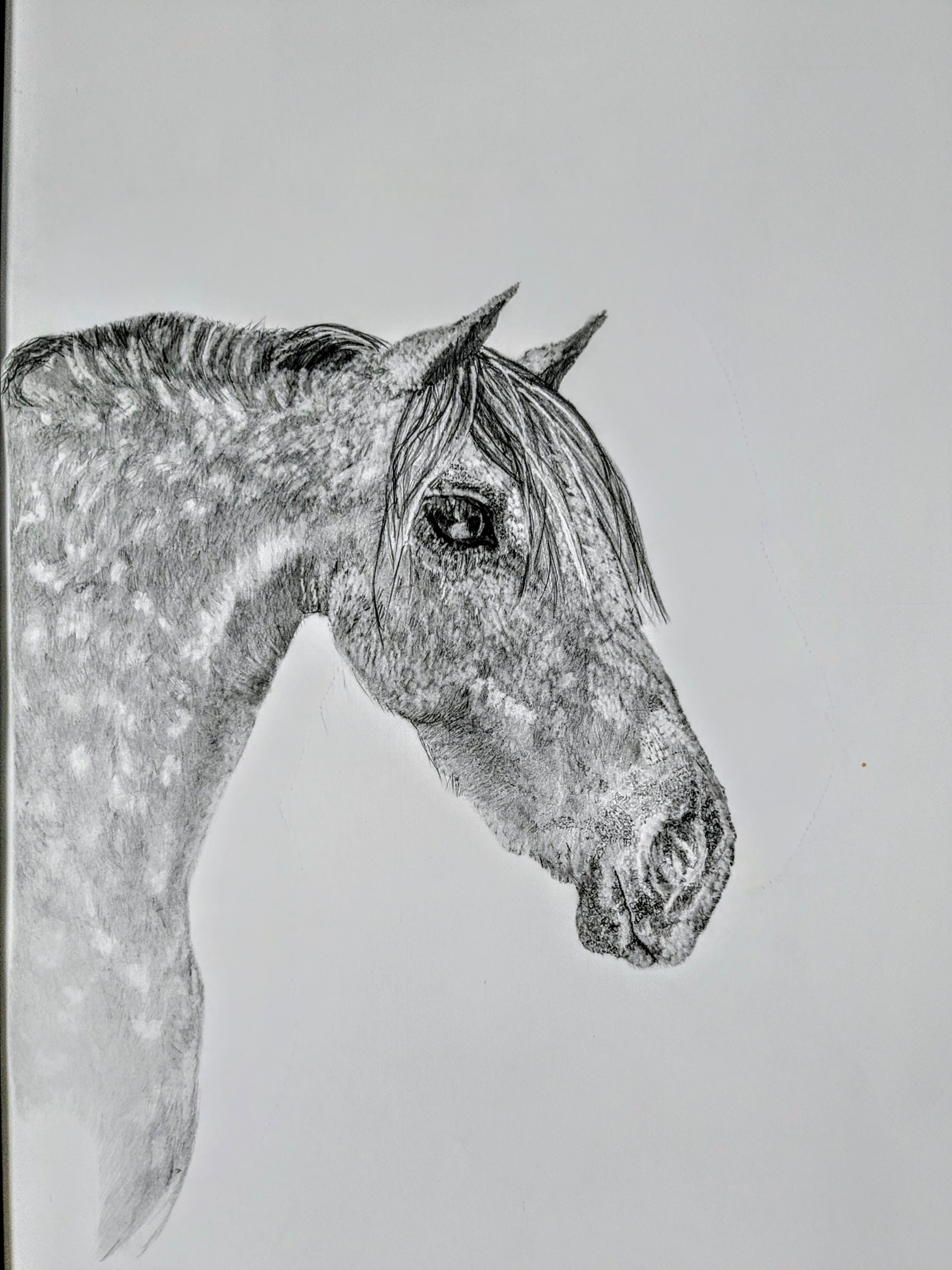 Grey Horse Portrait